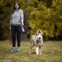 Arczi, pies do adopcji