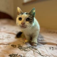 Milka, kotka do adopcji