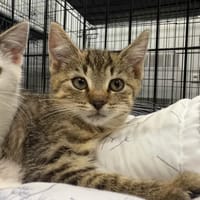 Bobby, kot do adopcji