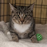 Muscaria, kotka do adopcji