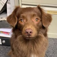 Sergio- sensibel und kuschelbedürftig, Hund zur Adoption