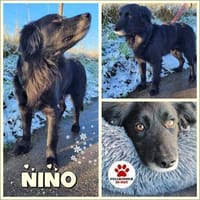 sanfter Retriever Nino sucht sein Zuhaus, Hund zur Adoption