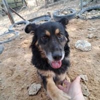 Anjolie sucht ein wenig halt, Hündin zur Adoption