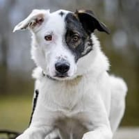 Zarteste Versuchung - Duplo- ❣, Hund zur Adoption