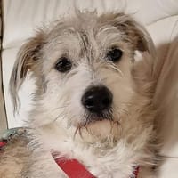 Spider, freundlich...auf PS in 65618, Hund zur Adoption