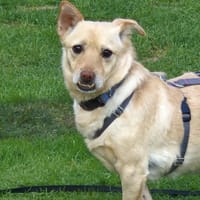 Theo sucht sein Zuhause, Hund zur Adoption