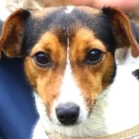 Kleiner CLIO sucht Zuhause, Hund zur Adoption