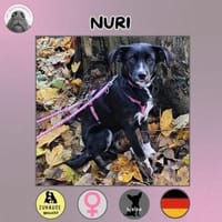 Nuri sucht ihr Zuhause, Hündin zur Adoption