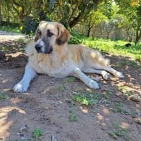 Sarah die Familienhündin, Hündin zur Adoption