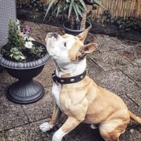 Amaro sucht ein Zuhause, Hund zur Adoption