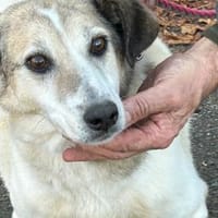 Smirre - ❤ruhig u. sehr verschmust❤❤, Hund zur Adoption