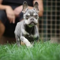 Lio sucht ein Zuhause, Hund zur Adoption