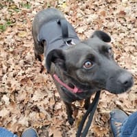 Hedike, sanfte Schönheit, ca. 2 Jahre, c, Hündin zur Adoption