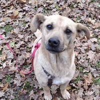 Phoebe Sonnenscheinchen für Mensch+ 🐕, Hündin zur Adoption