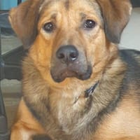 Steve sucht ein neues Zuhause, Hund zur Adoption