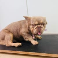 Französische Bulldogge Donny, Hund zur Adoption