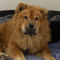 Kujio sucht seinen Menschen, Hund zur Adoption