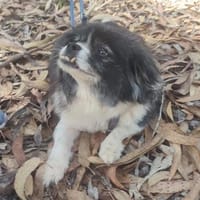 Benny auf Pflegestelle, Hund zur Adoption