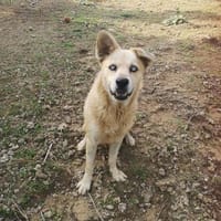 Hugo sucht ein aktives Zuhause, Hund zur Adoption