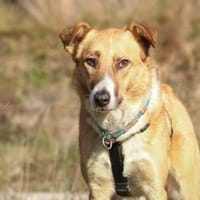 Elsa - elegante Schönheit ❤, Hündin zur Adoption