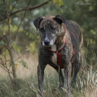 Theo  ein sanfter Riese sucht euch!, Hund zur Adoption