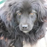 Janu - kinderlieber Jungrüde, Hund zur Adoption