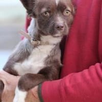 Gipsy - zutrauliche, goldige Junghündin, Hündin zur Adoption