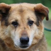 Nanook - verschmust u. sehr lieb, Hund zur Adoption
