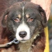 Tayto - zutraulich u. unkompliziert, Hund zur Adoption