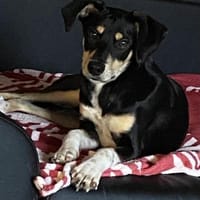 Der freche Max sucht seinen Menschen, Hund zur Adoption
