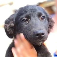 Hundemädchen SHADE, Hündin zur Adoption