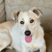 Lumi, 3 Jahre auf PS in Nürnberg, Hündin zur Adoption