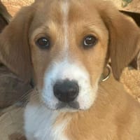 Biscoff auf Familiensuche, Hund zur Adoption