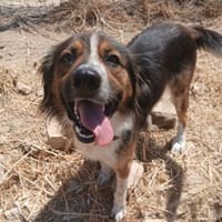 Aufgeweckter Raider will gefallen, Hund zur Adoption