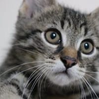 Karlsson sucht ein eigenes Zuhause, Kater zur Adoption