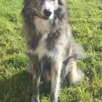 Herr Schmidt (Rafael) 60 cm, Hund zur Adoption