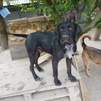 Duda sucht seine Familie, Hund zur Adoption