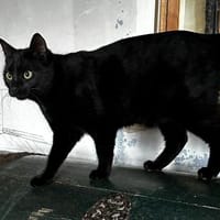 Mr. Jackson der Schmusekater!, Kater zur Adoption