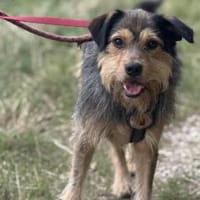 Hundebub Smartie sucht sein Zuhause!, Hund zur Adoption