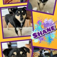 Shane wartet in München!, Hund zur Adoption