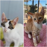 Annabelle & Mirabelle suchen DICH!, Katze zur Adoption