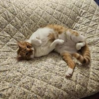 Süßer Entdecker Honey, Kater zur Adoption