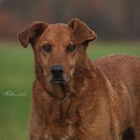 Timmy - neugieriger Schatz ❤, Hund zur Adoption