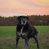 Bruno - liebenswerter Senior ❤, Hund zur Adoption