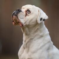 Tequila - will endlich ankommen, Hund zur Adoption