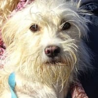 LARA 2 sucht Zuhause, Hündin zur Adoption