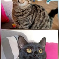 Beat + Saffron - unser Dreamteam, Kater zur Adoption