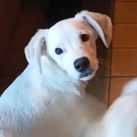 Oskar - kleiner Sonnenschein, Hund zur Adoption