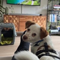 tolle kleine Hündin, Foxy, 38cm, 6kg, Hündin zur Adoption