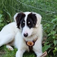 Loelia sucht ein liebevolles Zuhause!, Hündin zur Adoption